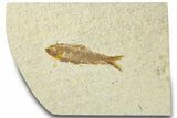 Detailed Fossil Fish (Knightia) - Wyoming #318418-1